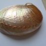 Large shell, Home decor, Trinket dish, Display, Ornament,Gift Image 2