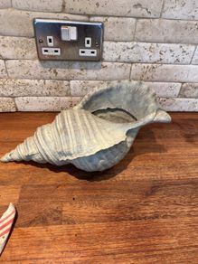 shell decoration