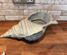 shell decoration