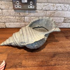 shell decoration