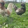 Polish hatching eggs Image 4