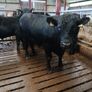 PBR Angus Bull Image 3