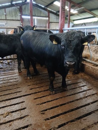 PBR Angus Bull