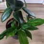 Large Rubber Plant Ficus elastica plant in the ceramic pot Image 3