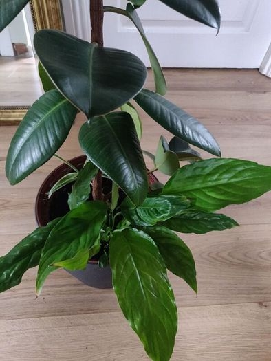 Large Rubber Plant Ficus elastica plant in the ceramic pot