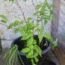 raspberry plants Image 2