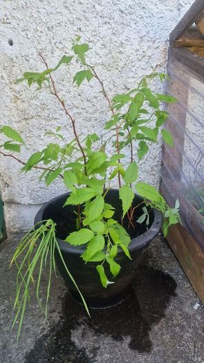 raspberry plants