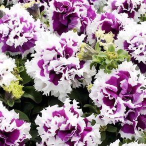 (P)  Petunia Pirouette F1 seeds (15s) (414017)