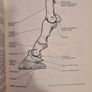 Farriery. A Complete Illustrated Guide. By John Hickman M. A. F. R. C. V. S. Large Volume Book. Hardback With Dustjacket In Very Good Condition. Image 10