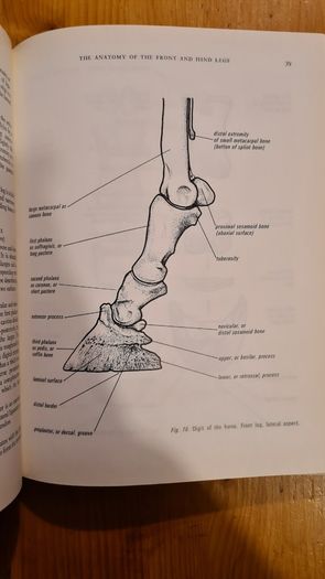 Farriery. A Complete Illustrated Guide. By John Hickman M. A. F. R. C. V. S. Large Volume Book. Hardback With Dustjacket In Very Good Condition.