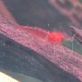 Fish Tank Shrimps Image 6