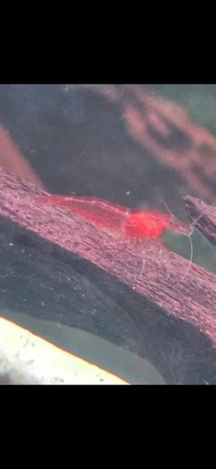 Fish Tank Shrimps