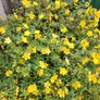 Hypericum Hidcote Image 7