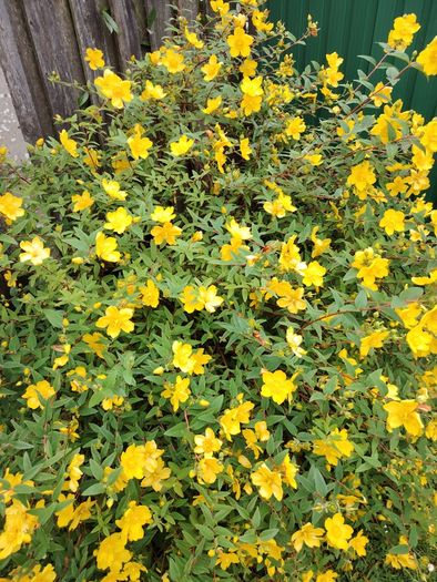 Hypericum Hidcote