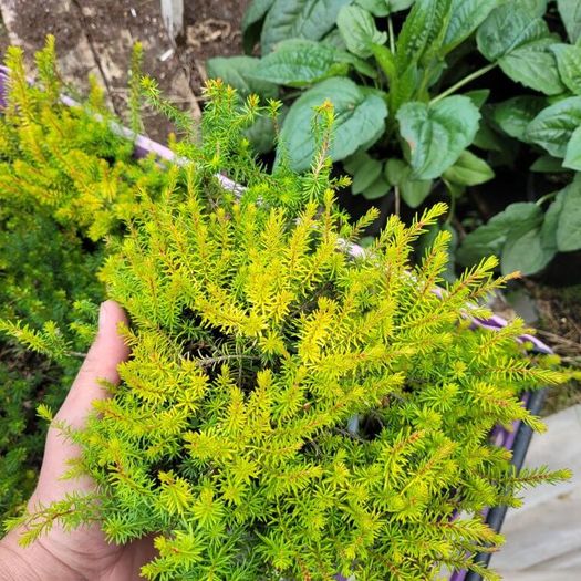 40 fantastic heather plants.