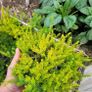 40 fantastic heather plants. Image 2