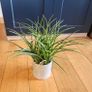 Artificial Grass Plant in Ceramic Pot - 40cm Image 2