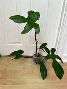 Plant - Philodendron Florida green