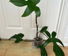 Plant - Philodendron Florida green