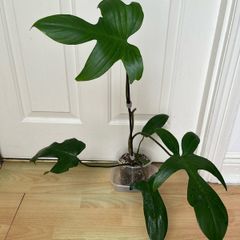 Plant - Philodendron Florida green