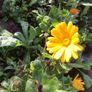 Euro3 for 250+ assorted Marigold seeds Image 7