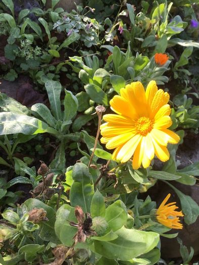 Euro3 for 250+ assorted Marigold seeds