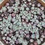 Succulents with Pot Image 5
