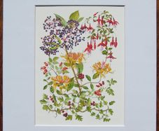 Print of a watercolour painting of berries and flowers
