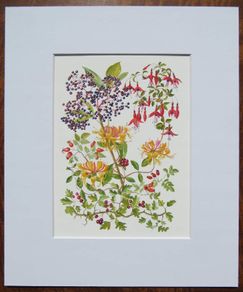 Print of a watercolour painting of berries and flowers