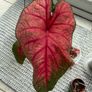 Caladium Brandywine Image 2