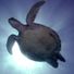 fish_watcher