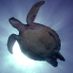 fish_watcher