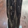 Very Large Fossil Nautiloid 53cm Image 3