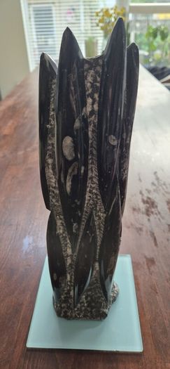 Very Large Fossil Nautiloid 53cm