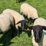 Hoggets Image 5