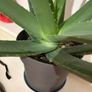 aloe vera plant Image 2