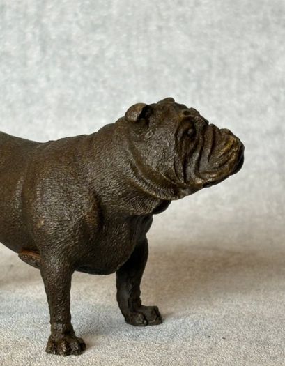 Bulldog - Cold Painted Bronze, Signed