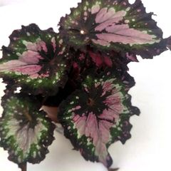 Begonia