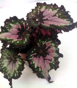 Begonia