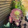 aeonium black rose plant Image 3