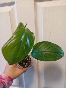 Monstera Lechleriana less variegated