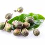 (C) Buzzy Coffee seeds Arabica 2.5g (840114) Image 4