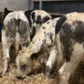 20 smashing blue bull Weanlings Image 5