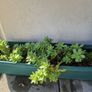 sedum Image 2