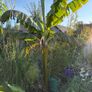 large musa basjoo - japanese hardy banana Image 2