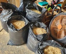 Wood shavings