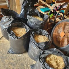 Wood shavings