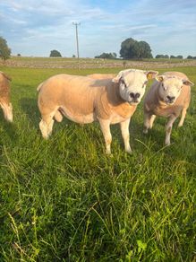 Selection of Shearling & Ram lambs
