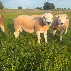 Selection of Shearling & Ram lambs