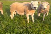 Selection of Shearling &amp; Ram lambs